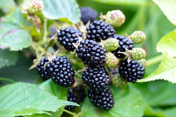 Cost of Blackberry Bush Removal in Roseville