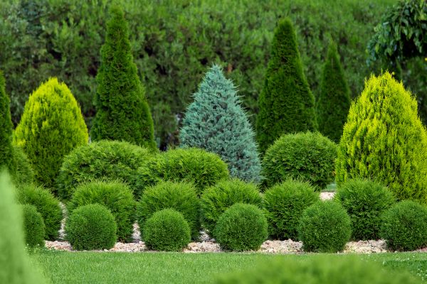Cost of Bush Trimming Service in Roseville