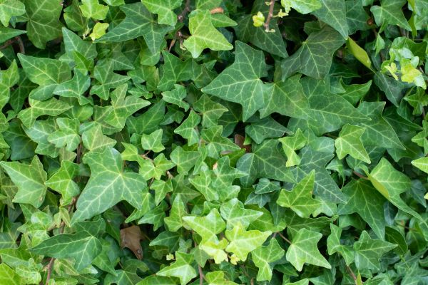 Cost of English Ivy Removal in Roseville