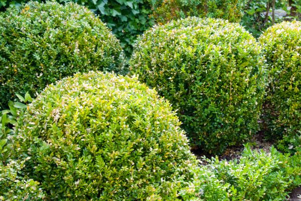 Cost of Landscape Trimming Service in Roseville