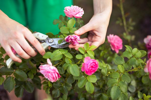 Cost of Rose Trimming in Roseville