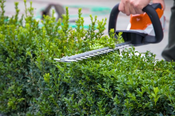 Cost of Hedge Shearing in Roseville