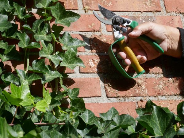 Cost of Ivy Removal Service in Roseville