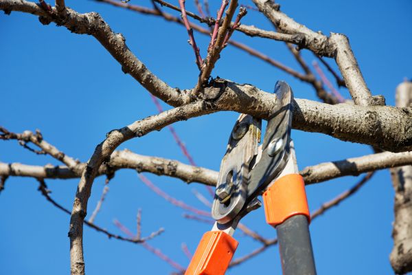 Cost of Selective Pruning in Roseville
