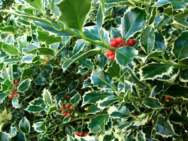 Cost of Holly Bushes Trimming in Roseville