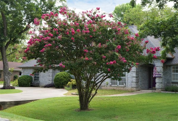 Cost of Crepe Myrtle Trimming in Roseville