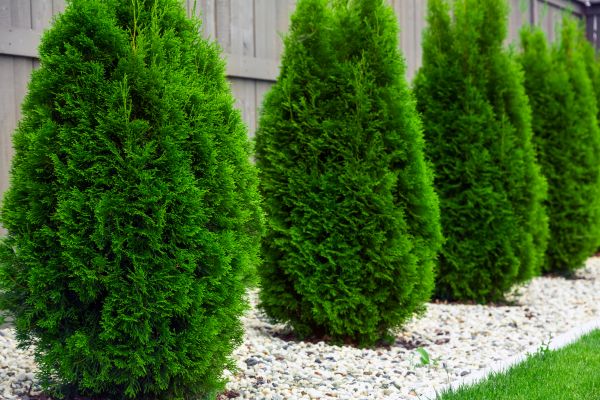 Cost of Arborvitae Removal in Roseville