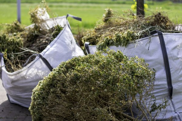 Cost of Shrubs Removal in Roseville