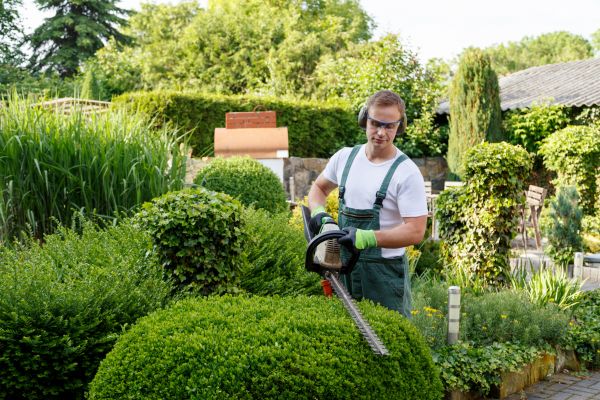 Cost of Shrubs Trimming in Roseville