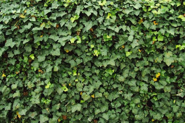 Cost of Ivy Pruning service in Roseville