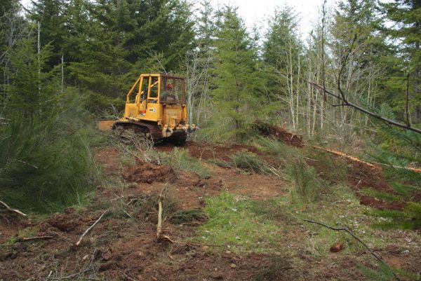 Cost of Shrubbery Clearing in Roseville