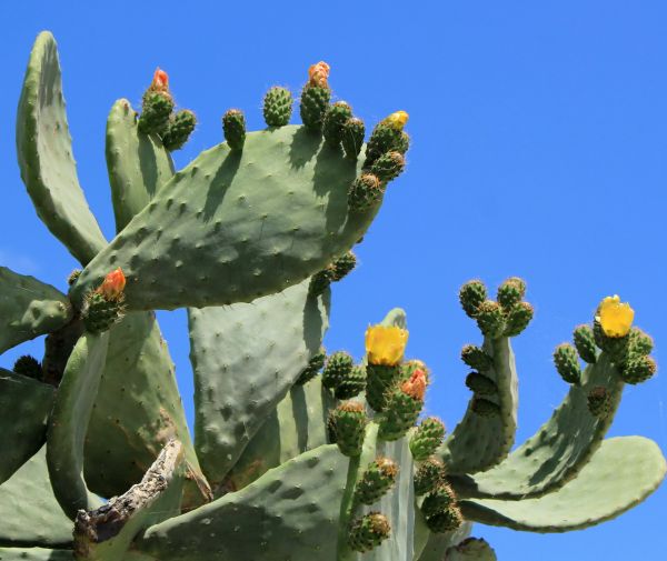 Cost of Cactus Removal in Roseville