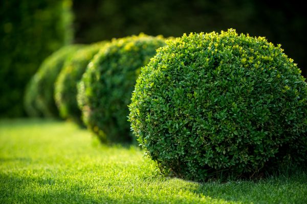 Cost of Boxwood Shaping in Roseville