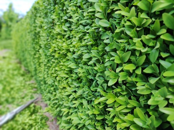 Cost of Boxwood Pruning in Roseville
