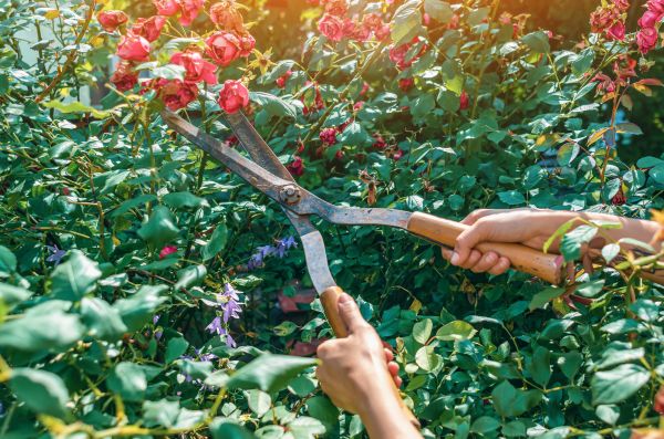 Cost of Knockout Roses Pruning in Roseville