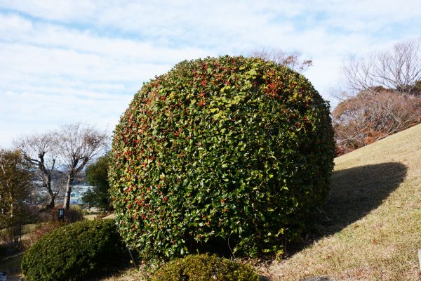 Cost of Holly Shrub Pruning in Roseville
