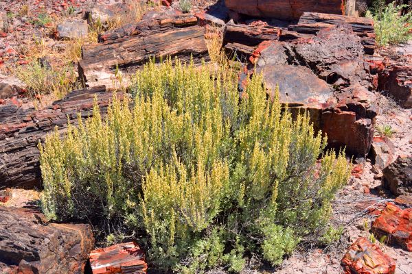 Cost of Sagebrush Removal in Roseville