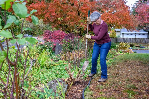 Cost of Dead Bush Removal in Roseville