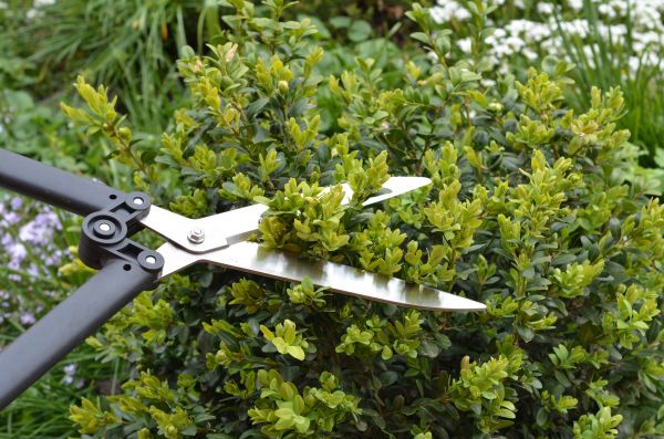 Cost of Boxwood Trimming in Roseville