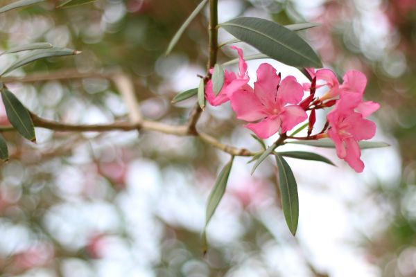 Cost of Oleander Removal in Roseville