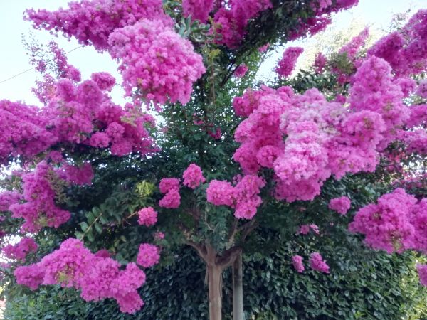 Cost of Crape Myrtle Pruning in Roseville