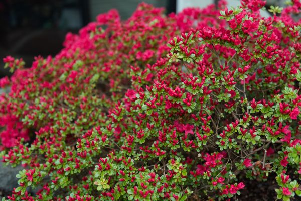 Cost of Weigela Removal Service in Roseville