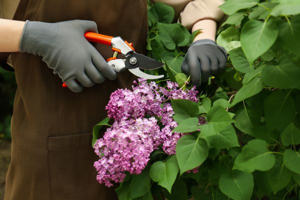 Cost of Lilac Pruning Service in Roseville