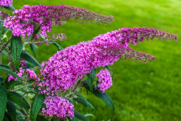 Cost of Butterfly Bush Removal in Roseville