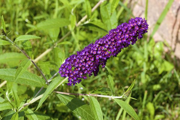Cost of Butterfly Bush Pruning in Roseville