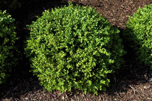 Cost of Boxwood Removal in Roseville