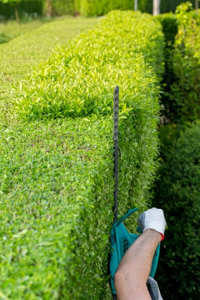 Cost of Hedge Trimming in Roseville